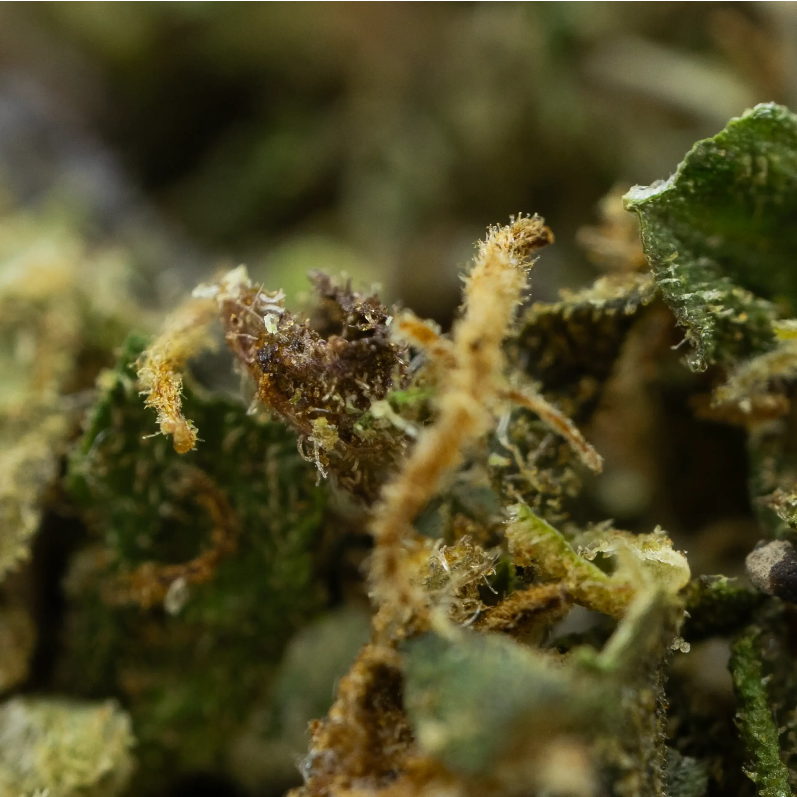 FREE MIX CBD À partir d'1,75€/g – Image 2