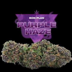 PURPLE HAZE CBD