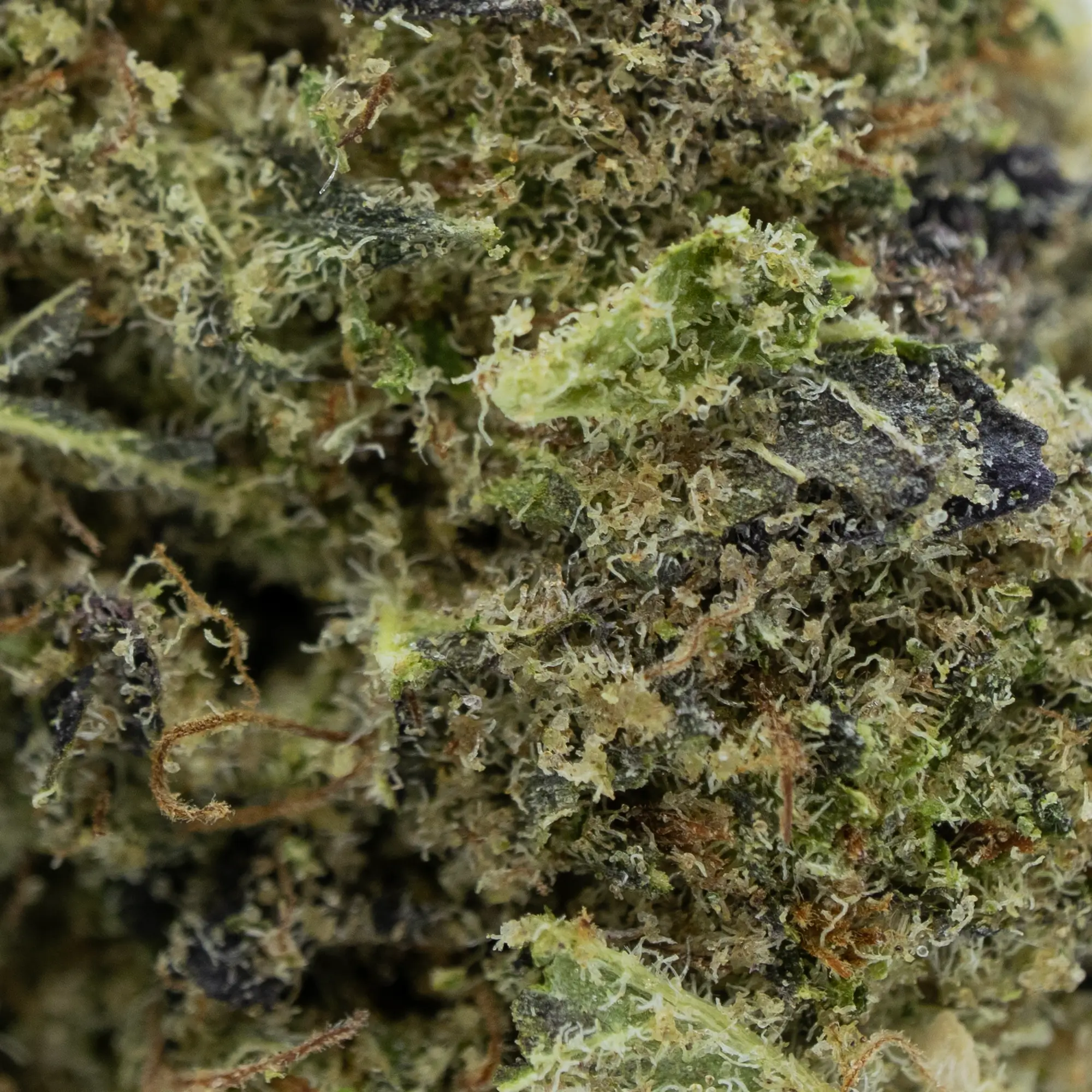 WHITE WIDOW CBD – Image 2