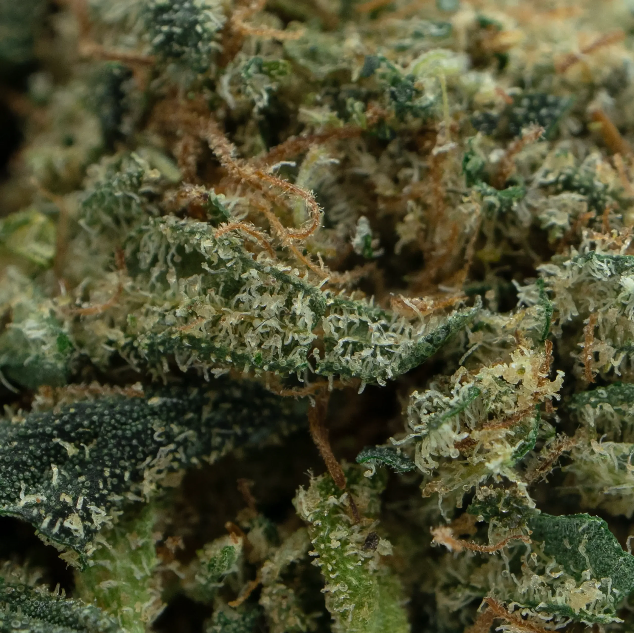 GELATO CBD – Image 2