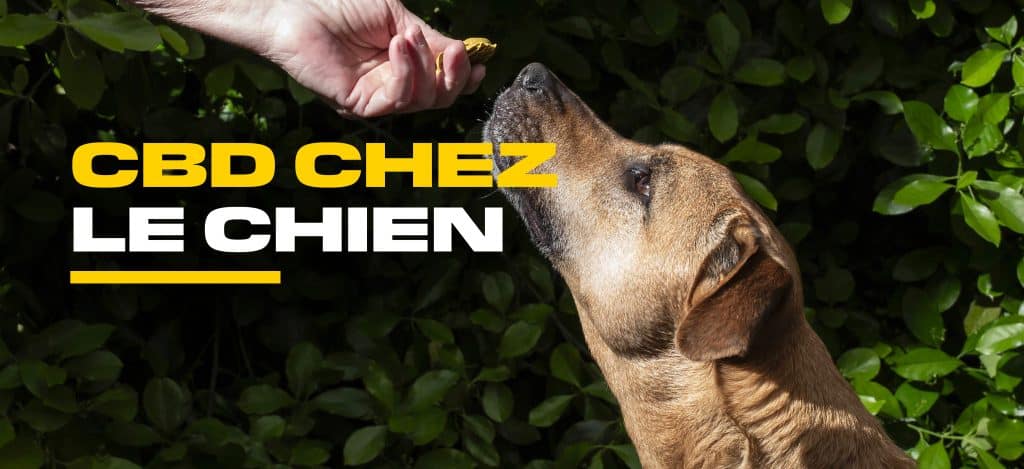 cbd chien