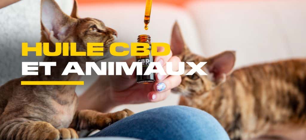 cbd animaux