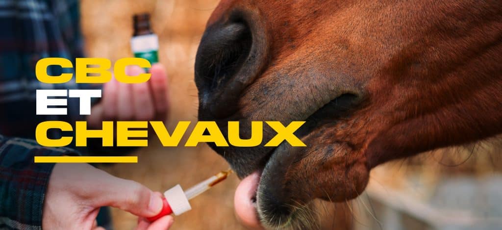 cbd chevaux