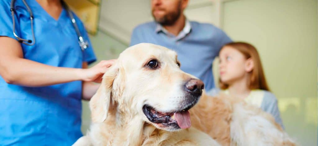 traitement chien cbd