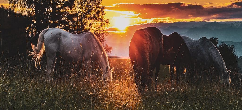 chevaux dans un pré