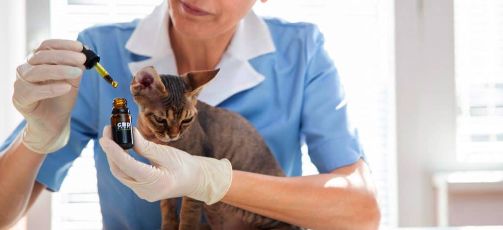 veterinaire et cbd