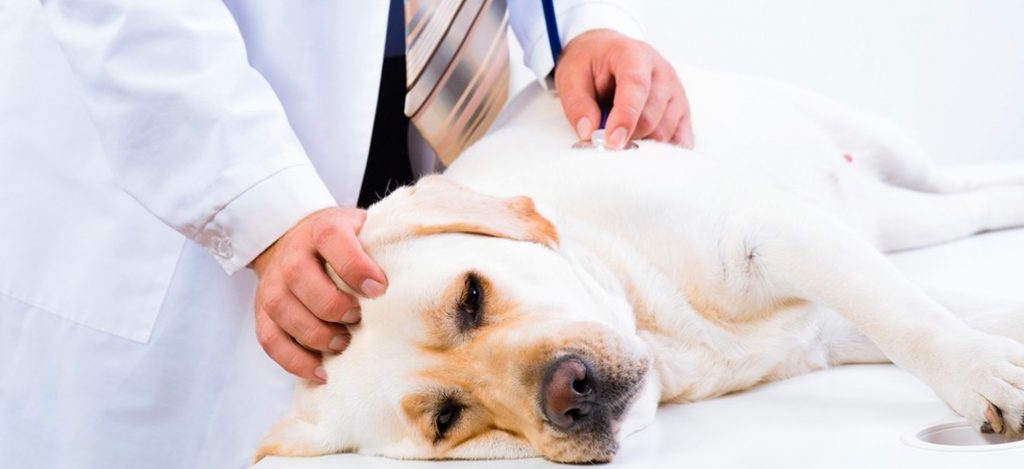 chien epileptique soin