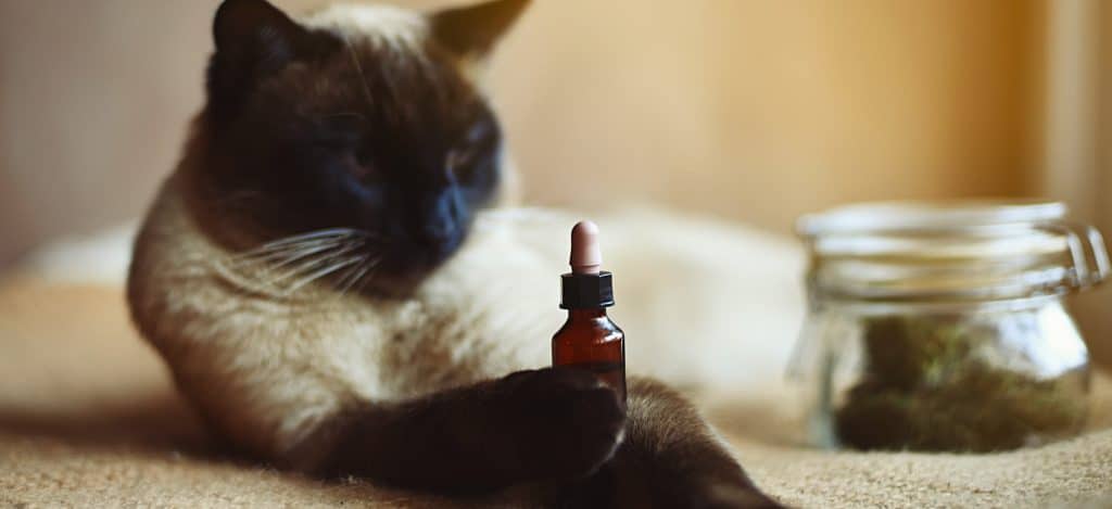utilisation cbd et chat