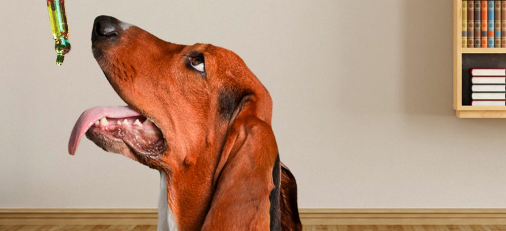 posologie cbd chien