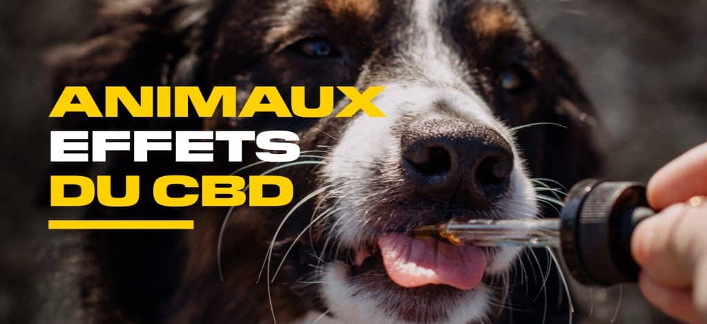 effet cbd animaux