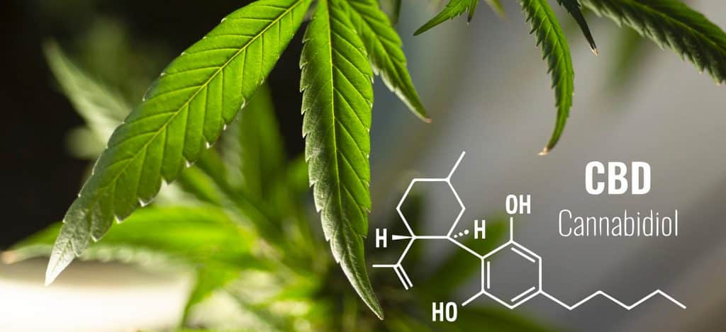 cannabidiol plant