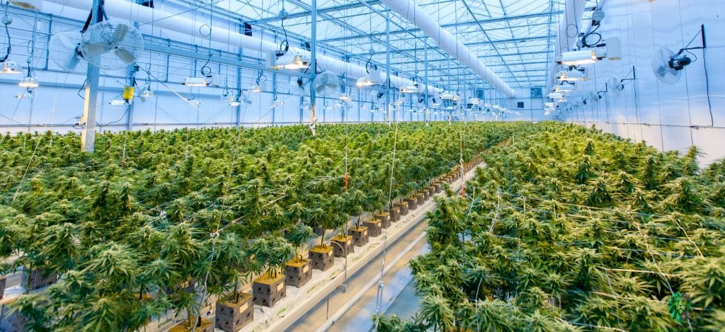 production cbd france