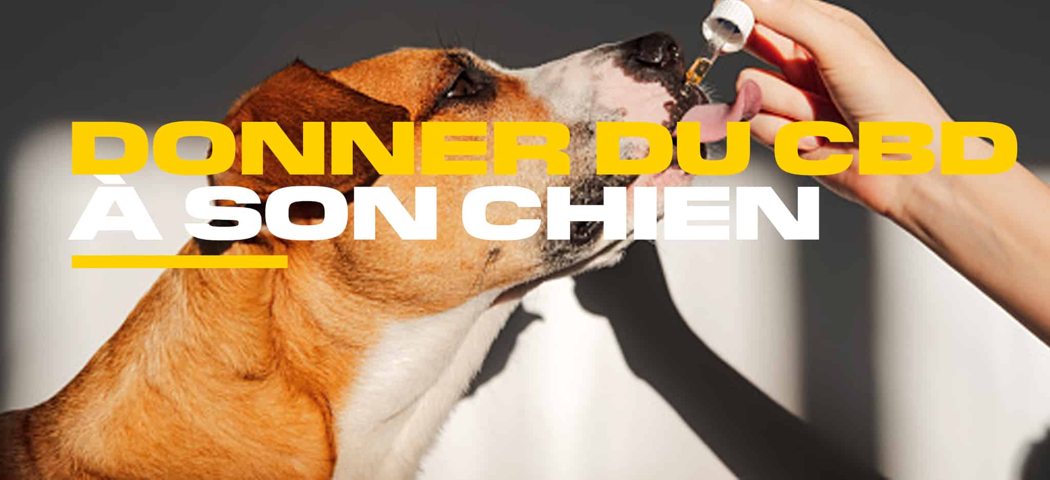 donner cbd chien