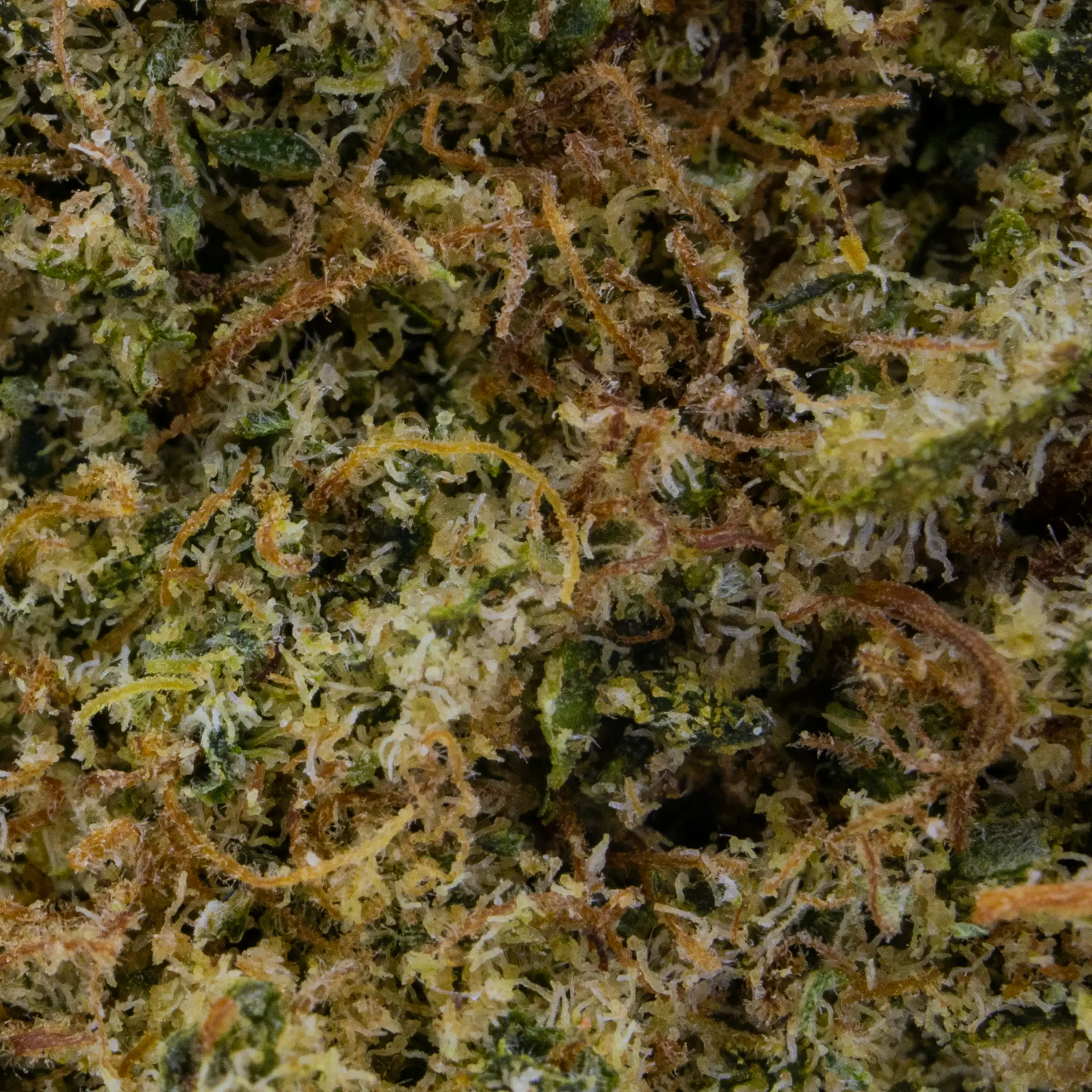 MARLEY KUSH CBD – Image 2