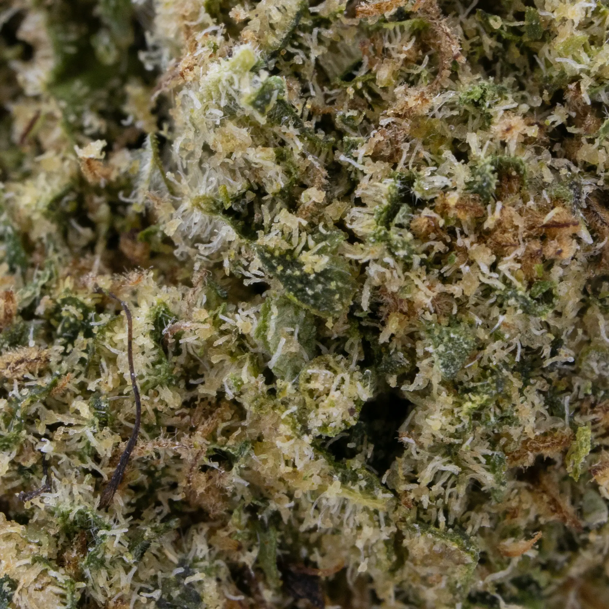 MIMOSA CBD – Image 2