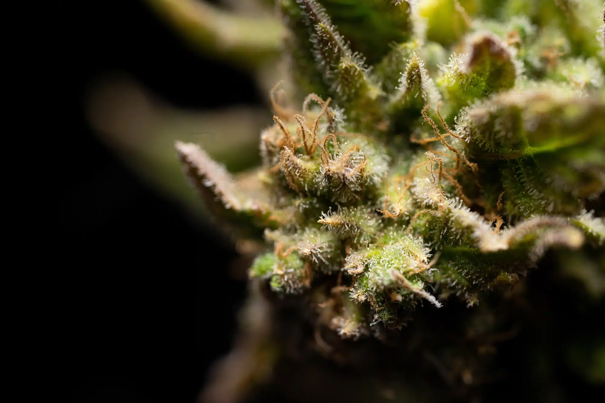 Photo de Fleur zoomée