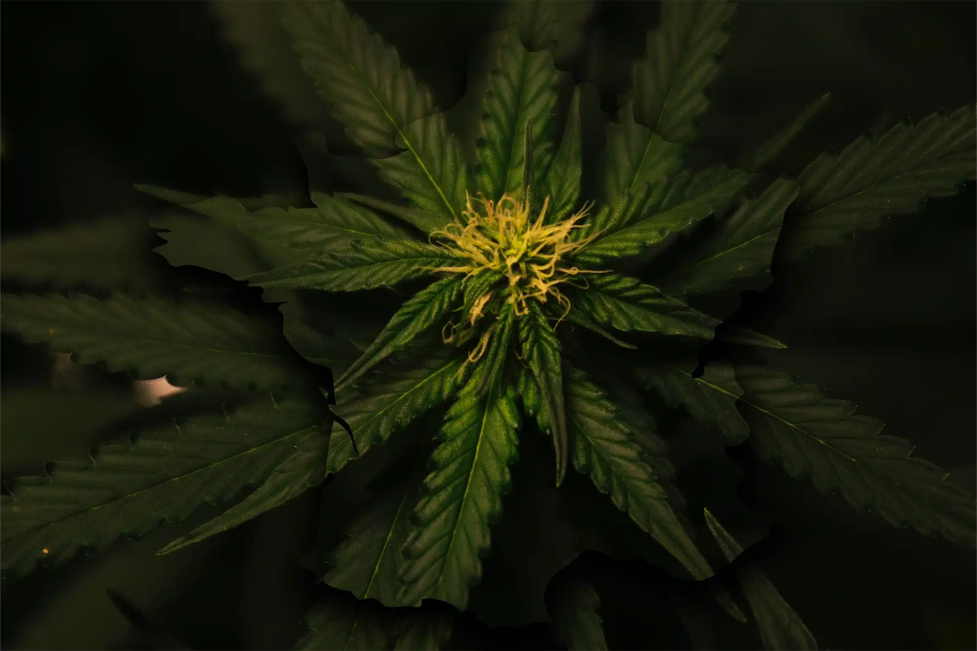 La Responsabilité de la Consommation