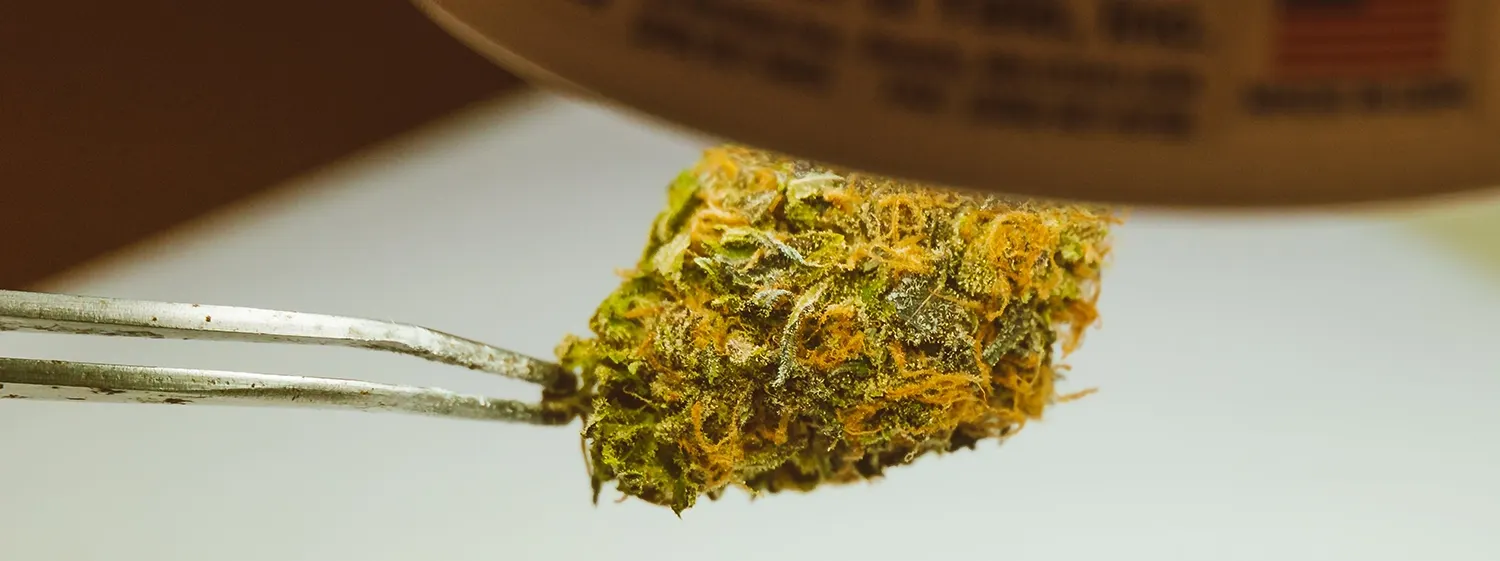 Bourgeon en laboratoire