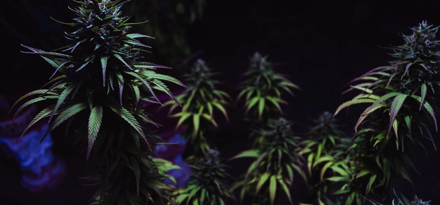 plantes en floraison eclairage nocturne