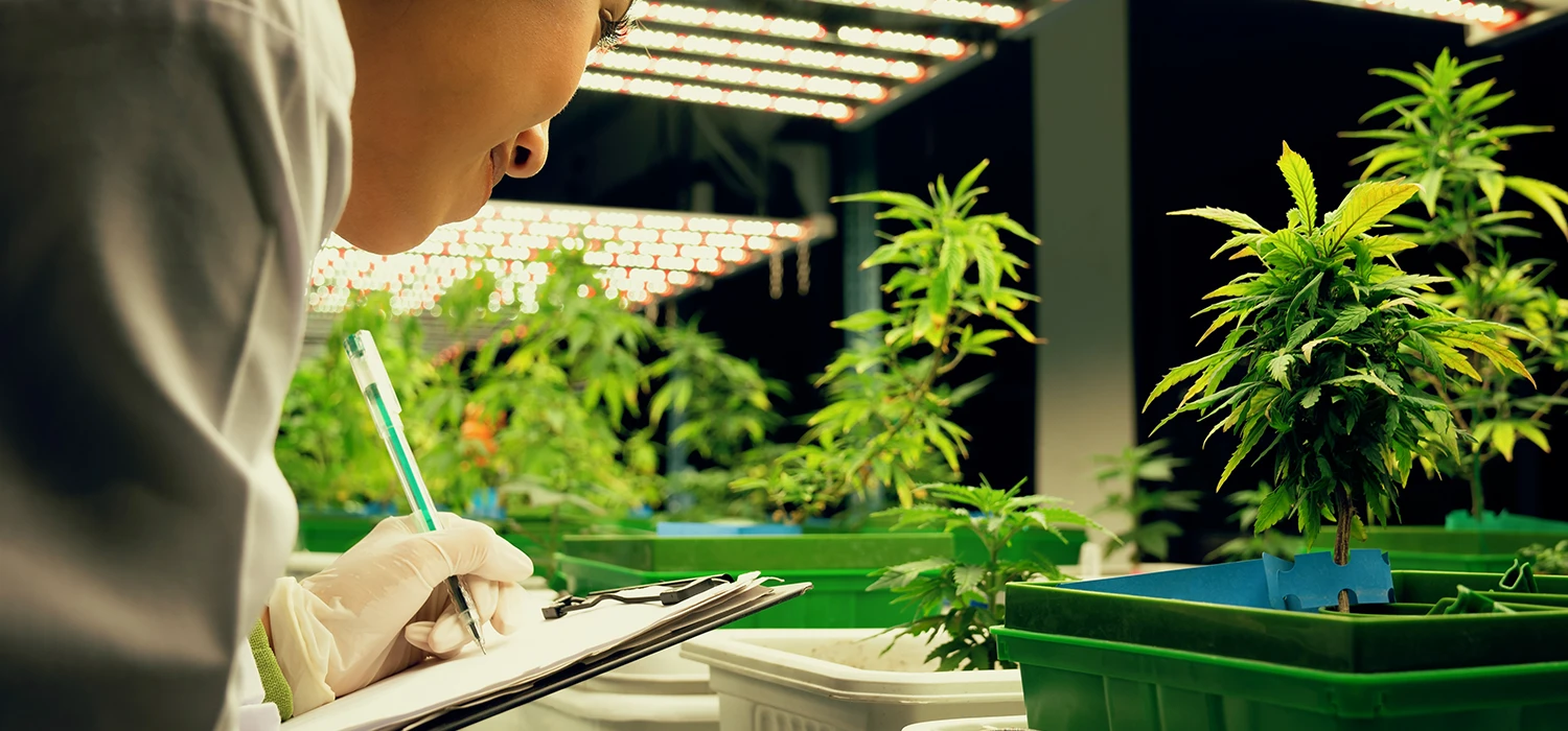 scientifique avec un plant