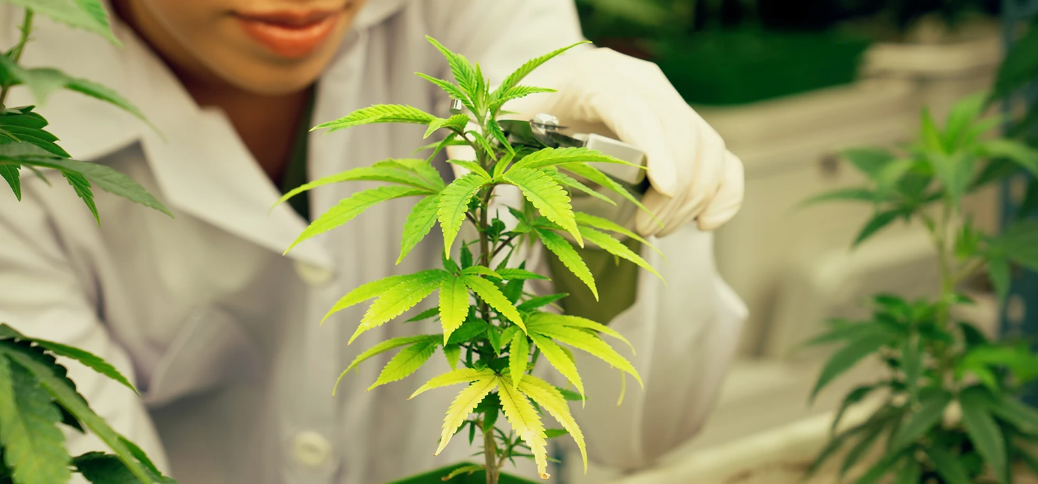 scientifique avec un plant de cannabis