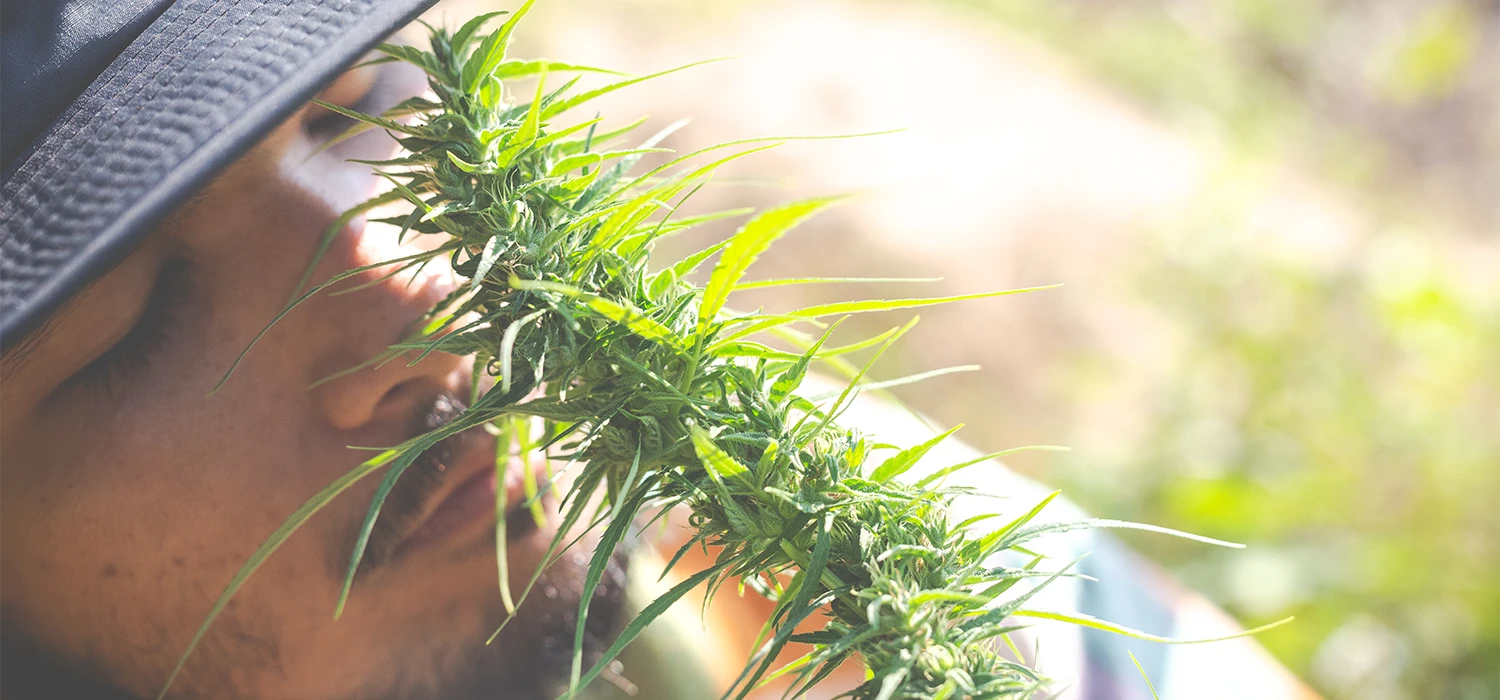 Homme qui sent un plan de CBD