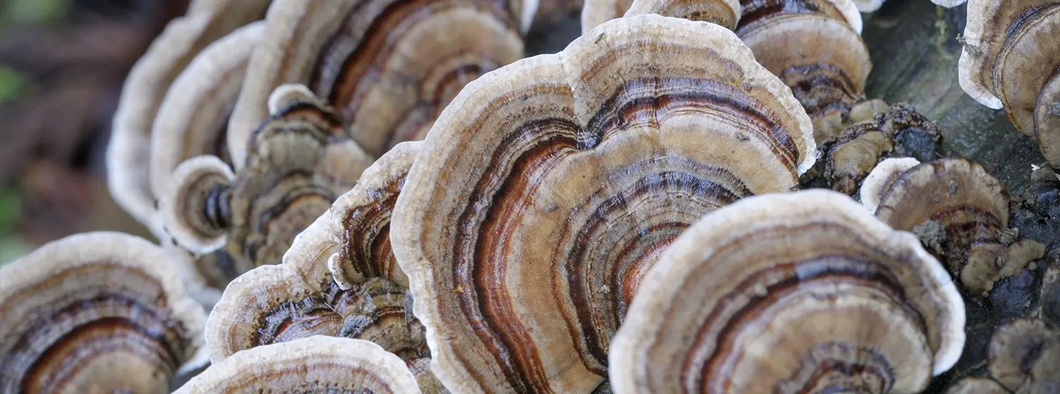 Vu du dessous de champignons sur un tronc d'arbres