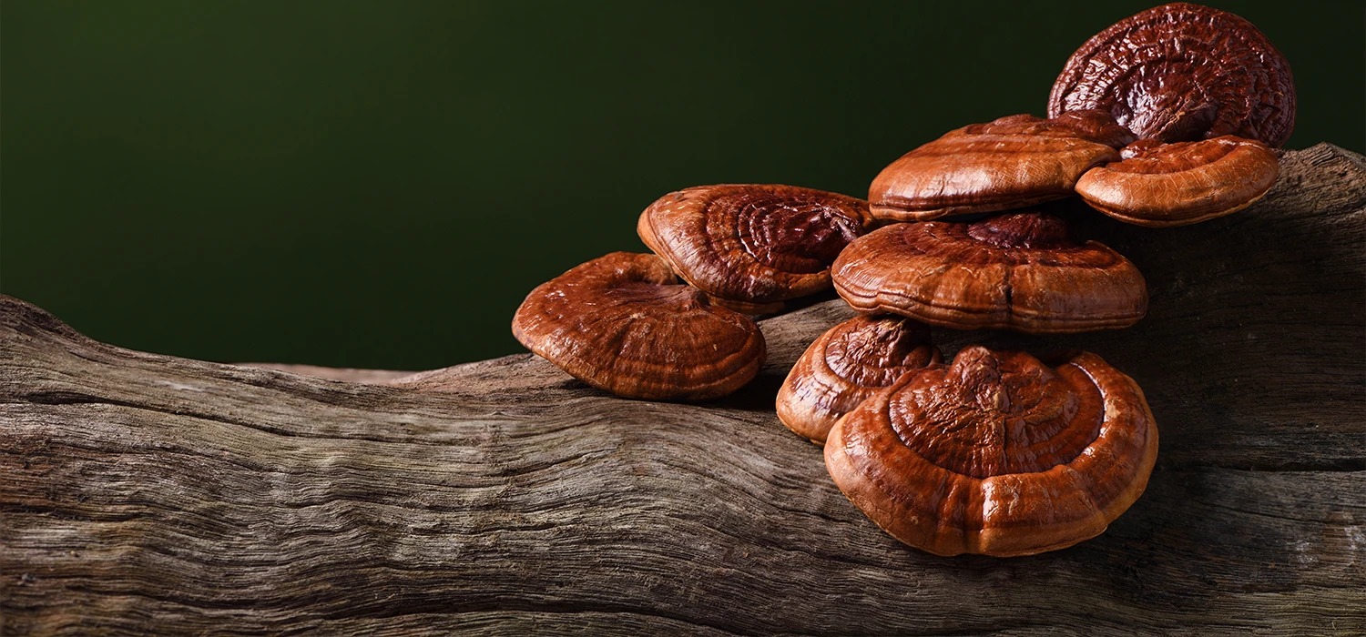 Champignon sur un tronc d'arbre
