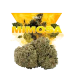 MIMOSA CBD
