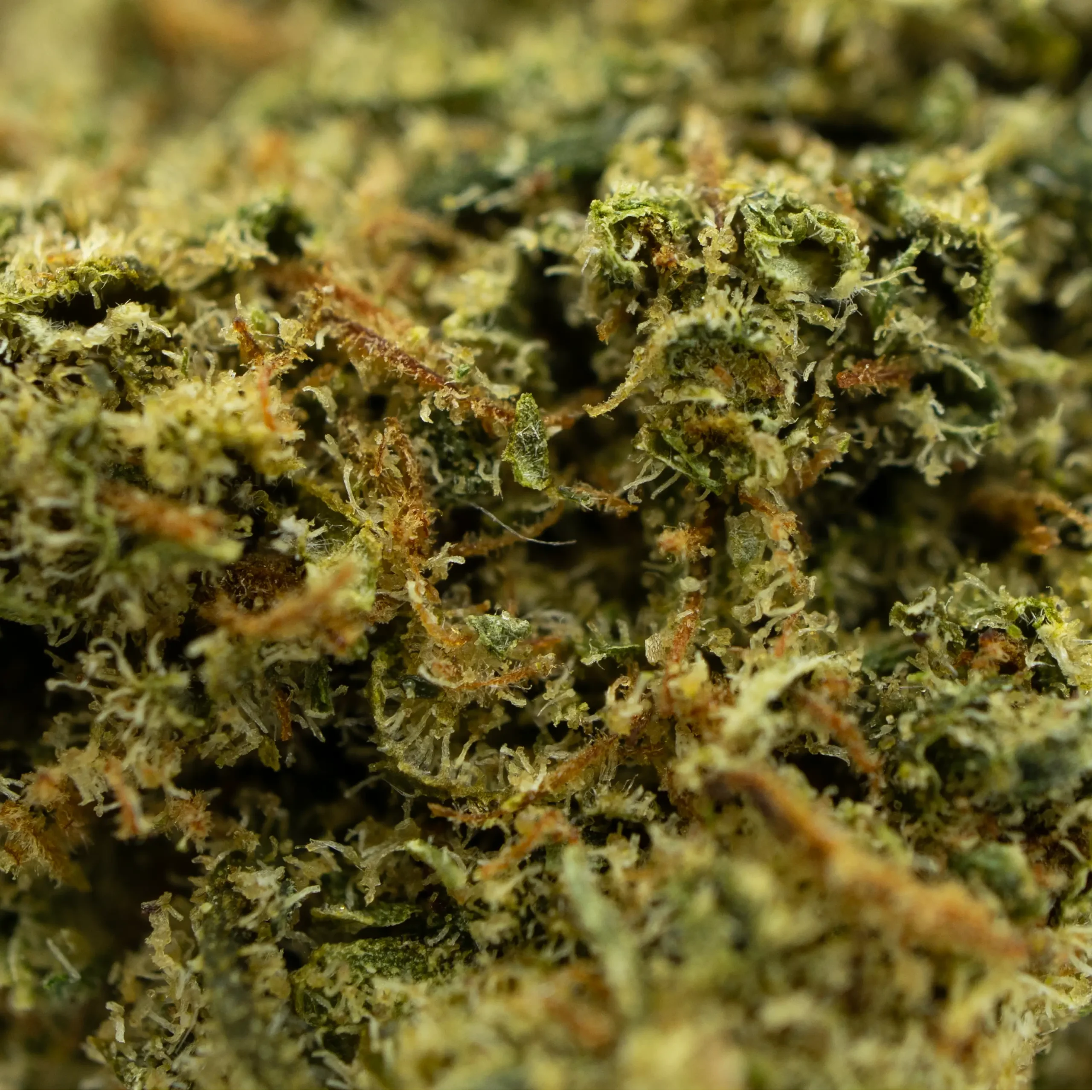 MOCHI CBD – Image 2