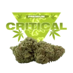 CRITICAL CBD
