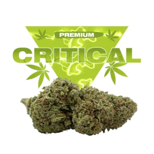 critical cbd