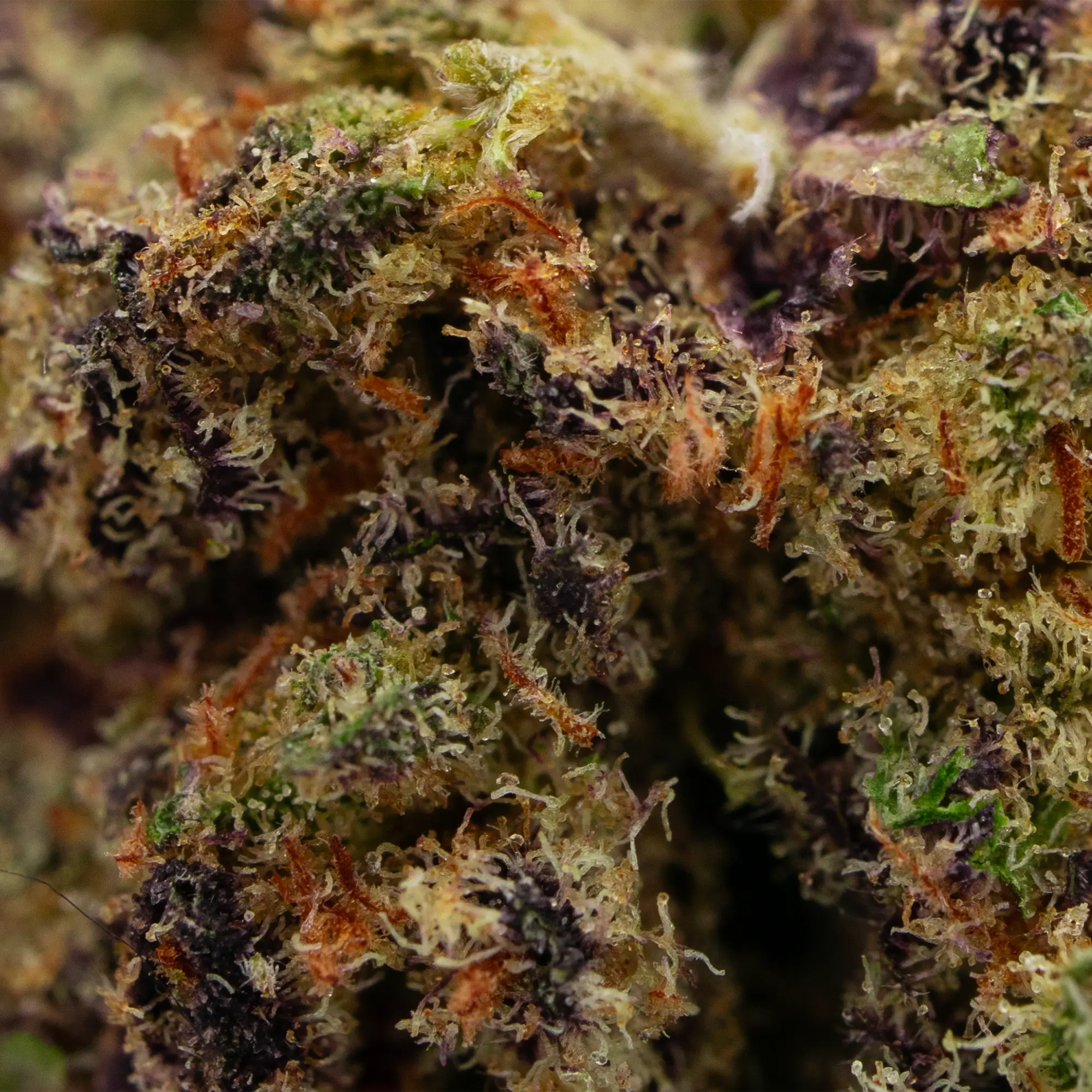 BLACK WIDOW CBD – Image 2